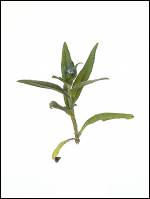 Lycopsis orientalis - Кривоцвет восточный