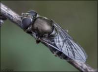 Syrphidae - Журчалки