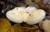 Phyllotopsis nidulans - Филлотопсис гнездовидный
