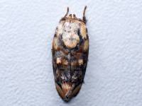 Oecophoridae - Ширококрылые моли