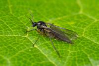 Sciaridae - Детритницы, плодовые комарики