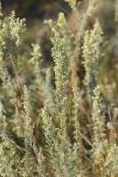 Artemisia pontica - Полынь понтийская