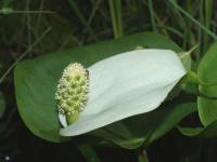 Calla palustris - Белокрыльник болотный