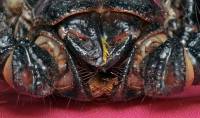 Pandinus imperator - Императорский скорпион