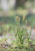 Плаун сплюснутый - Lycopodium complanatum (Lycopodiaceae)