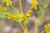 Euphorbia seguieriana - Молочай Сегье