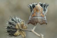 Scoliopteryx libatrix - Совка зубчатокрылая