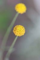Santolina chamaecyparissus - Сантолина кипарисовидная