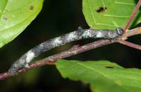 Hypomecis punctinalis - Пяденица дымчатая пепельная (родственная)