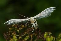 Pterophorus pentadactyla - Пальцекрылка пятипалая