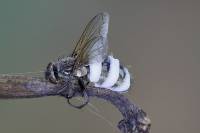 Entomophthora muscae - Энтомофтора мушиная