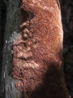 Phellinus ferruginosus - Феллинус ржавый