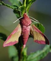 Deilephila porcellus - Бражник розовый