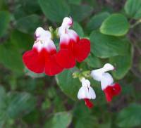 Salvia microphylla - Шалфей мелколистный