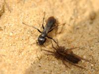Pompilidae - Дорожные осы (Осы-помпилы)