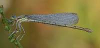 Platycnemis pennipes - Плосконожка обыкновенная