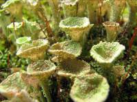 Cladonia fimbriata - Кладония бахромчатая