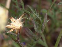 Volutaria crupinoides - Волютария крупиновидная