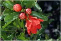 Punica granatum - Гранат обыкновенный