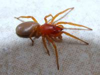 Dysderidae - Трубковые пауки