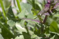 Sonchus oleraceus - Осот огородный