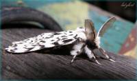 Lymantria monacha - Шелкопряд-монашенка