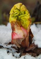 Rheum palmatum - Ревень пальчатый