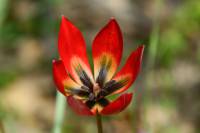 Tulipa orphanidea - Тюльпан Орфаниди