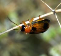 Phyllobrotica quadrimaculata - Козявка четырехпятнистая