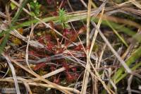 Drosera intermedia - Росянка промежуточная