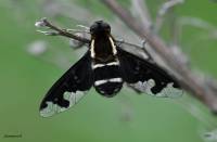 Hemipenthes maura - Темнокрылка черная