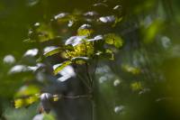 Mahonia aquifolium - Магония падуболистная