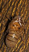 Hemiptera - Auchenorrhyncha - Цикадовые