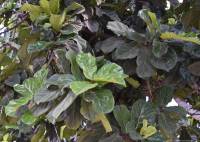Ficus lyrata - Фикус лировидный