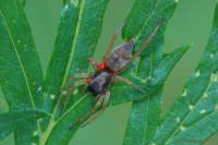 Clubionidae - Пауки-мешкопряды
