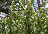 Ficus pumila - Фикус карликовый