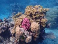 Anthozoa (Cnidaria) - Коралловые полипы