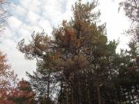 Pinus banksiana - Сосна Банкса