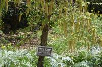 Ostrya carpinifolia - Хмелеграб обыкновенный