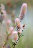 Trifolium arvense - Клевер пашенный