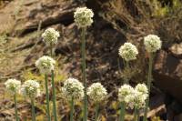 Allium galanthum - Лук молочноцветный