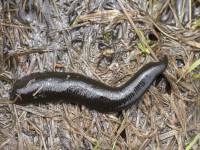 Clitellata (Annelida) - Поясковые черви