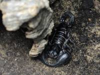 Scorpionidae