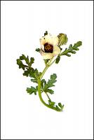 Hibiscus trionum - Гибискус тройчатый или северный