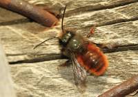 Пчела Osmia cornuta (сем. Megachilidae)