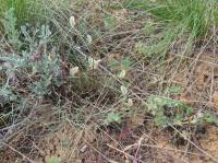 Astragalus ucrainicus - Астрагал украинский