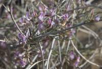 Astragalus ammodendron - Астрагал песчанодревесный