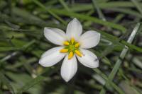 Zephyranthes candida - Зефирантес белоснежный