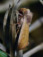 Mythimna ferrago - Совка полосатая серебристая