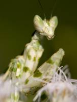 Hymenopodidae - Богомолы цветочные